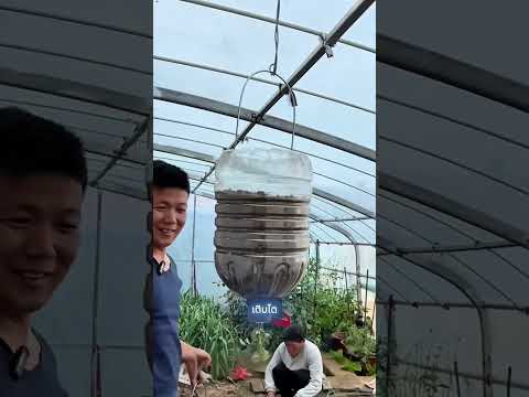 เทคนิคการปลูกมะเขือเทศกลับหัว 🍅 ให้ผลผลิตดีและลดปัญหาศัตรูพืช #shorts thumbnail