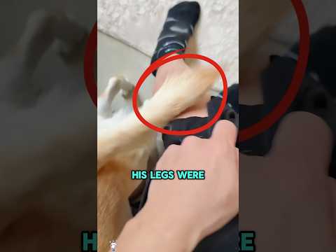 This Dog Had the Most Dangerous Tail Ever#funnyshorts #pets #cute #love thumbnail