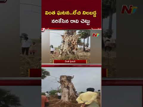 వింత ఘటన.. నరికేసిన రావి చెట్టు మళ్ళీ లేచి నుంచుంది | NTV Telugu thumbnail