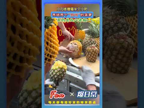 这老板是把流量密码玩明白了✨靠猫引流靠菠萝凑单，猫咪才是金牌销售#趣味摆摊 #猫咪营业 #流量密码 #人间趣事 #搞笑日常 thumbnail