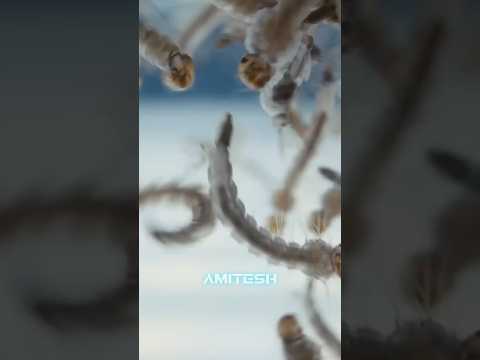 Армия Комаров Билла Гейтса #амитеш #биология thumbnail