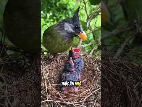 Chim mẹ chỉ có một miếng ăn nhưng lại có hai cái miệng đang chờ 🐦🤯 thumbnail
