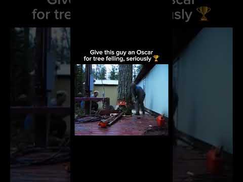 Give this guy an Oscar for tree felling, seriously! ?? Subscribe! #shorts thumbnail