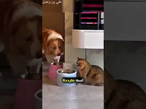حاولت القطة تشرب الماء بطريقة رائعة ومميزة...!#shorts #shortvideo #shortsfeed #اسلاميات thumbnail