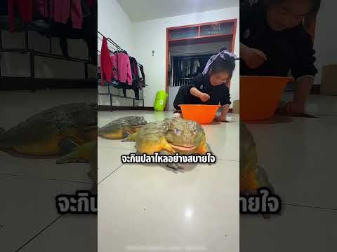 เห็นแล้วยังอึ้ง เด็กหญิงเลี้ยงกบตัวอย่างใหญ่ #shorts #viral #knowledge #กบนา thumbnail