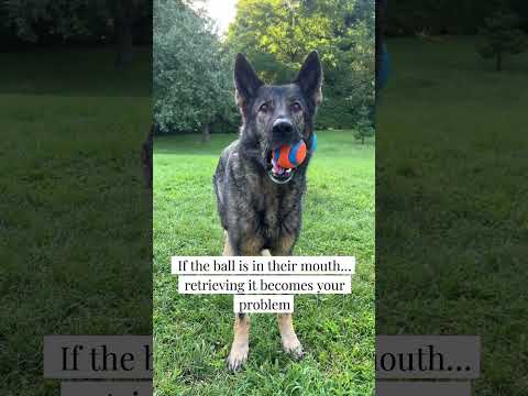 Mind-blowing dog facts thumbnail