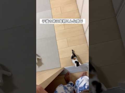 たまにゴ〇ブリに見間違えることがあります #子猫 #保護猫 #三毛猫 #shorts thumbnail