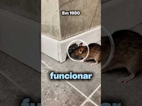 Como tapar os buracos da sua casa e evitar ratos! ? #dicas #shortsfeed thumbnail