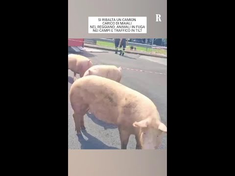 Si ribalta un camion carico di maiali nel Reggiano: animali a zonzo thumbnail