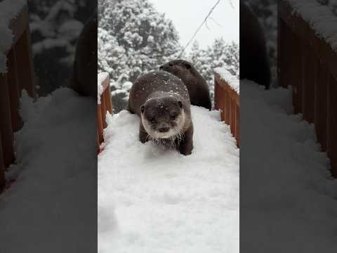 雪にまみれて遊ぶカワウソが超絶可愛らしい😍😍 Super Cute Otters Playing in the Snow #shorts thumbnail