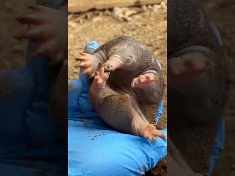 The echidna’s reproductive organ has four heads#animals #funnyanimal #funny #cute #echidna thumbnail