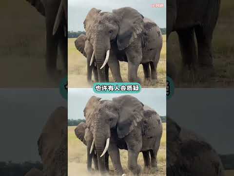 我們的聲音被聽見了 #大象 #尼泊爾 #動物保護 thumbnail