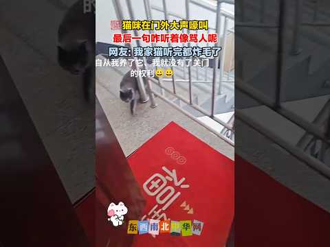 自从养了猫，就没有了关门的权利 thumbnail