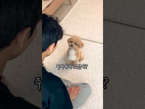 후진 주차 제대로 해버리는 강아지 #시트콤 thumbnail