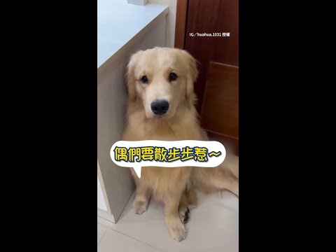 【可愛暴擊！】阿金出場→飼主秒變疊字人｜#寵物雲 #shorts thumbnail