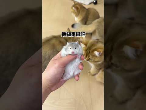 【牛奶是只猫】当初那个不让养猫的老妈，现在。。。 thumbnail