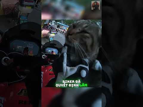 Biker và chú mèo hoang gặp trên đường! @蓝天耶    #shorts thumbnail
