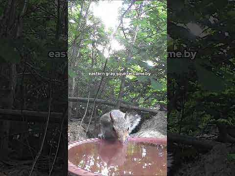 Helping #Animals During a Heatwave! thumbnail