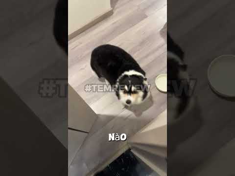 "Vũ công" Corgi và màn trình diễn đỉnh cao #memevietnam #meme #funny #haihuoc thumbnail