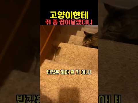 고양이한테 쥐 좀 잡아달랬더니 thumbnail