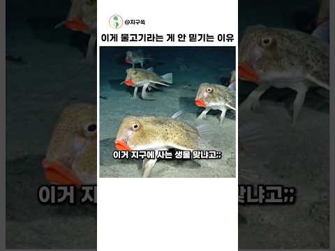 합성 논란 일어난 걷는 물고기 붉은입술박쥐고기 thumbnail