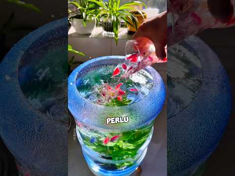 Akuarium Pintar Hampir Tanpa Biaya ? #shorts thumbnail