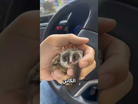 أغرب حيوان قد يتعلق بك أكثر من القطط ? thumbnail