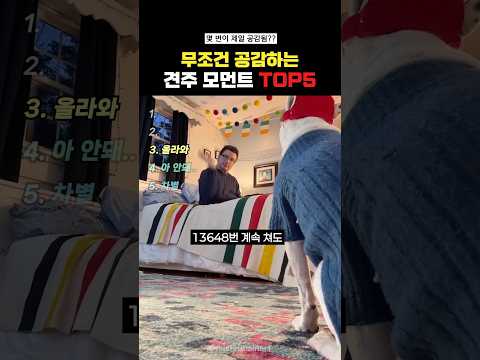 무조건 공감하는 견주모먼트Top5#랭킹쇼츠 thumbnail