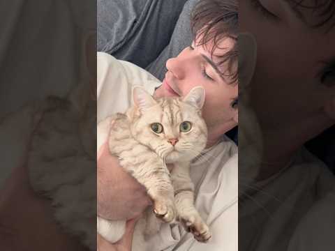 Perks ❌ Purrks ✅ #cats #catlovers #catsofyoutube #petlovers #funnycats thumbnail
