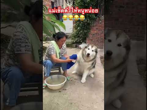 รู้ความจริงๆ?‼️?#ไซบีเรียน #หมาน่ารัก #cutedog #สุนัขแสนรู้ thumbnail