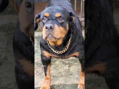 Jangan tatap matanya! thumbnail