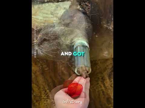She Offered a Strawberry to Her Otter ?? #shorts thumbnail