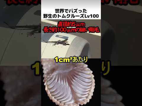 野生のトムクルーズレベル100 thumbnail