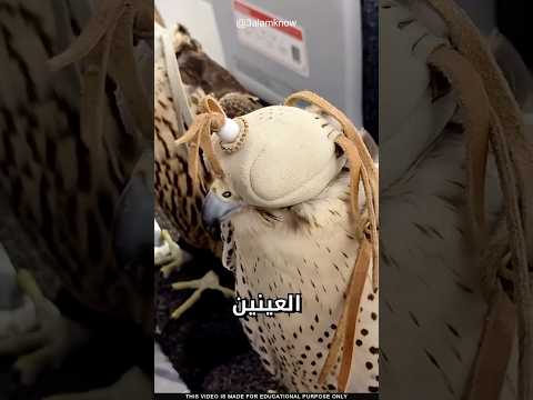 ما سر هذه الصقور thumbnail