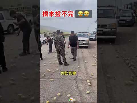 捡不完，根本捡不完，满地的小鸡仔，愁坏了司机。 thumbnail