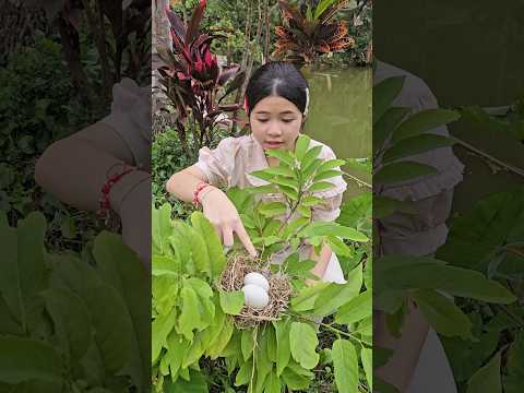 Trứng zoombi đấy thumbnail