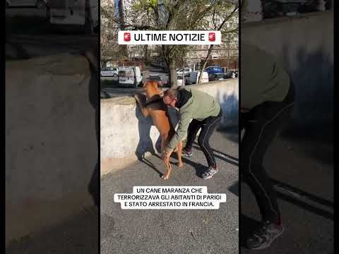 in Francia ne accadono di ogni ? #viral #viralvideo #perte #fyp #viralshorts #italia #foryou thumbnail