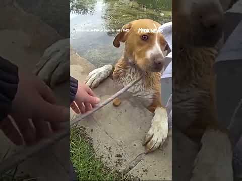 A dog in trouble was rescued from a pond at a Colorado golf course #shorts #dog #rescue #usa #us thumbnail