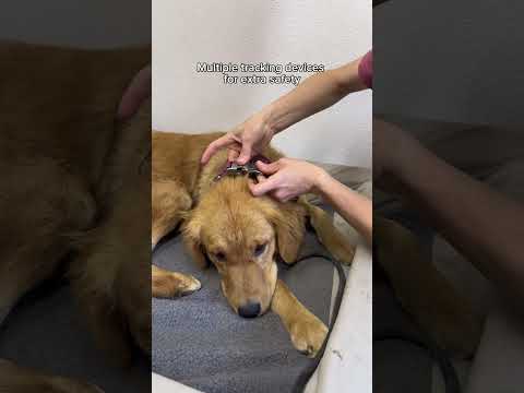 Name suggestions for this baby girl? Please welcome our newest foster 💛#goldenretriever #foster thumbnail