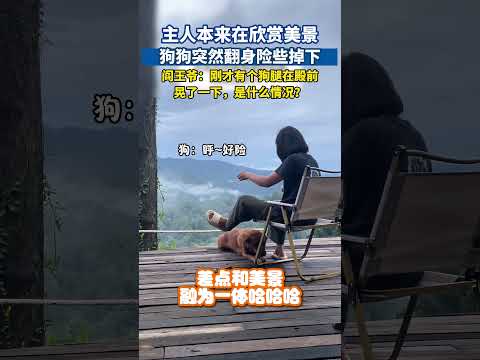 主人本来在欣赏美景，狗狗突然翻身险些掉下#狗狗搞笑 #狗狗日常 #萌宠出道计划 #萌宠成精了 thumbnail