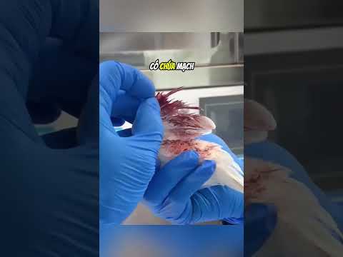 Đừng làm điều này nếu không muốn tổn thương chú chim của bạn#daochieu #shorts thumbnail