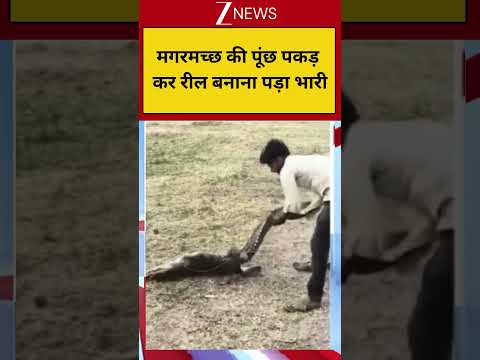 Viral Video: मगरमच्छ की पूंछ पकड़ कर रील बनाना पड़ा भारी! thumbnail