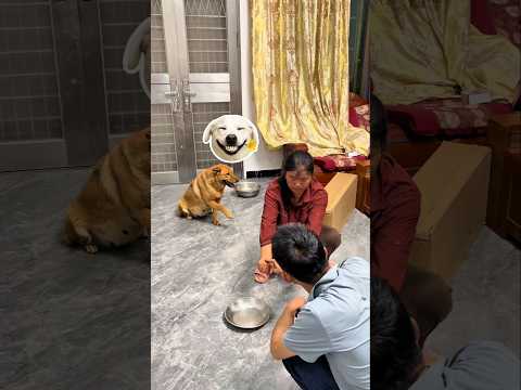 Đồng minh tuyệt vời thumbnail
