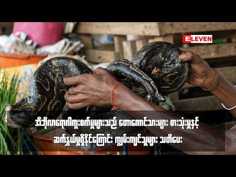 တောကောင်သားများ စားသုံးမှုနှင့် ဆက်နွှယ်မှုရှိနိုင်ကြောင်း ကျွမ်းကျင်သူများ သတိပေး thumbnail