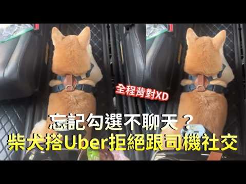 忘記勾選不聊天？柴犬自己搭Uber「全程背對司機」拒絕社交XD#shorts thumbnail