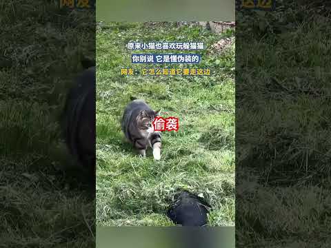 偷袭 #cat #喵哥是萌新 thumbnail