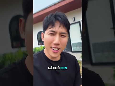 Puppy không phải chó con thumbnail