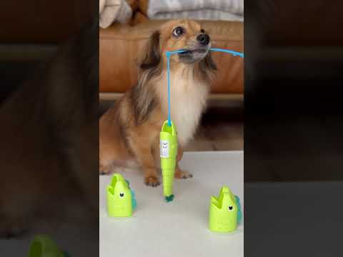 愛犬がおもちゃを買って欲しいというので... thumbnail