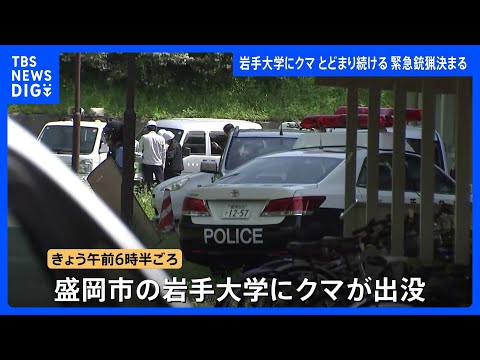 岩手大学にクマが出没・敷地内に留まる 「緊急銃猟」盛岡市内で初の実施を決定　麻酔銃による捕獲・駆除へ｜TBS NEWS DIG thumbnail