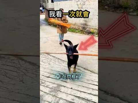 狗狗做到了😚是主人的教導😂 thumbnail